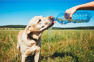 Pet Care During Hot Weather