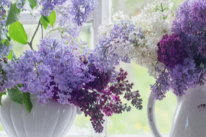 The Natural Power of Scents